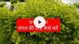Home Gardening... duranta care grow complete information दुरंटा जंगल की तरह Kusum excellent tips..