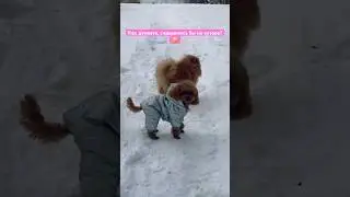 НОВАЯ ОХРАНА НА ХУТОРЕ?