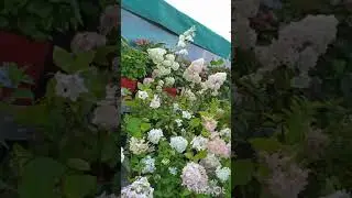 Дарвин 37км. Ленинградского ш: гортензия, хризантема, пеларгония, нивянник, сальвия, гипсофила и т д