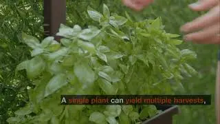 Top 5 Herbs to Grow to Make You Money
