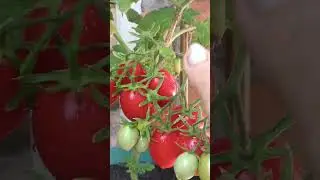 Томаты для раннего урожая.#томаты #томатБалконноечудо. #томатКраснаяРоссыпь.#томатКомнатныйсюрприз.