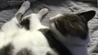Huh