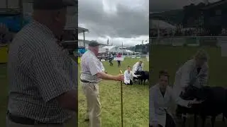 Sheep show #animalfarming #sheephusbandry #livestockfarming #youtubeshorts #virlvideo