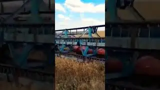 УБОРКА УРОЖАЯ 2024.ОЗИМЫЙ РЫЖИК. КОМБАЙН ВЕКТОР 420 