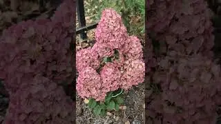 Гортензия Сандей Фрайз.