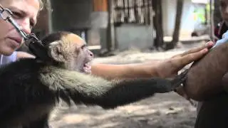 Isla Ometepe - Nicaragua. White-Faced Capuchin Rescue
