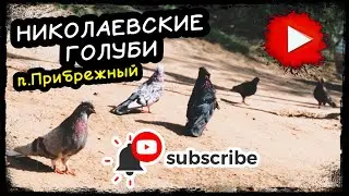 Николаевские голуби. п.Прибрежный 2024