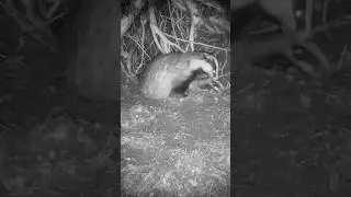 I waited four months to see a badger do this