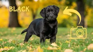 Black PUPPY Photoshoot | BTS and TIPS