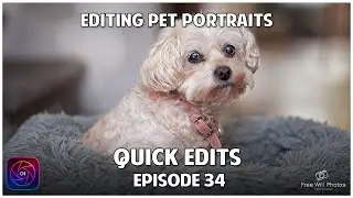 How to Edit Pet Portraits Using ON1 Photo RAW 2024.5