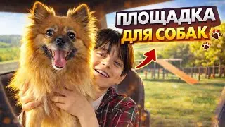 VLOG: The Sore Topic of Dental Treatment. A Personal Zone for Dogs