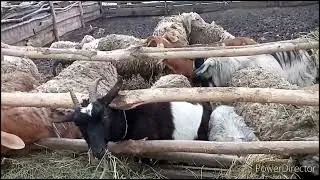 Овцы, козы.