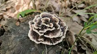 Trametes versicolor - the colorful polypore protects your health