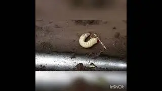 Личинка Майского Жука - Всё хочу на свете знать !