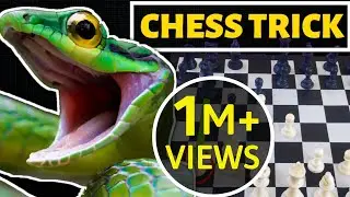 Khattarnaak Chess Trick [HINDI] Poison Pawn Trap | Best Chess Trick