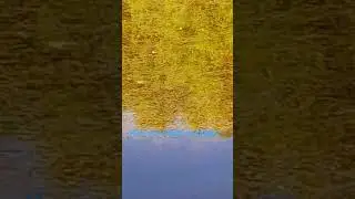 Как уж съел лягушку🤢
