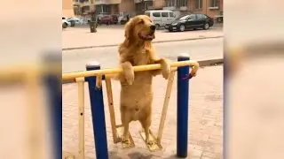 Funniest Animals | Funny Animal Videos #1