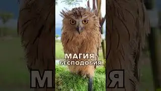 Магия бесподобия. The magic of incompatibility