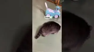 Сколько животных живет в избе?!🦝