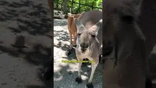 Кенгуру: Всё, Что Вы Хотели Узнать о Символе Австралии #животные #animals #facts#рекомендации #шортс