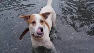 when a dog wants food / dog in the sea