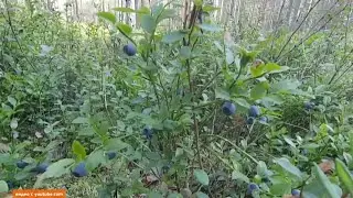 Черничный сезон