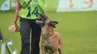 Livestream Trailer // VDH DM IGP 2024 // working-dog