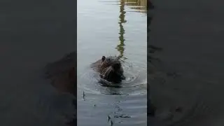 Время обедать