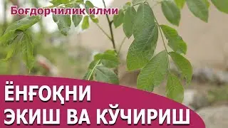 Ёнғоқ екиш ва кўчириш - Yong`oq ekish va ko`chirish