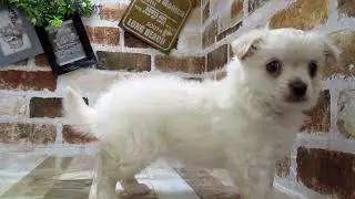 ワンラブ　ペットショップ　名古屋市241292