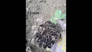 Посадка эустомы в грунт! 