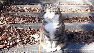 Maru went for a walk at a nearby shrine.