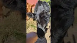 Cat or cow tongue which one is more abrasive? How you know your cows love you.
