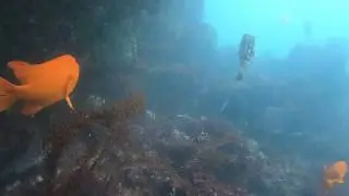 Scuba Diving Crescent Bay, Laguna Beach (listen for whales)