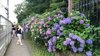 June 19, 2023 (Part 1): Ep. 1: Hydrangea Alley aka Asuka Alley 飛鳥の小径 – Oji & Ikebukuro Walk 王子＆池袋散策