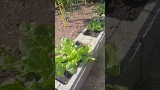Вопрос к дачникам #дача #германия #жизньвгермании #огород #сад
