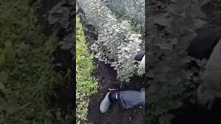 Екатеринбург подвой Урал 5