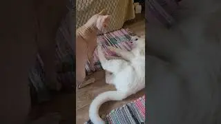 я тебя где то видел🤣 #доброеутро #cat #котыприколы #федя #кот #тихон