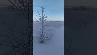 зима холода я и ешка на прогулке на родных зимних просторах