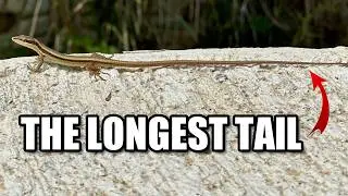Grass Lizard Facts: a LONG TAILED Lizard 🦎 Animal Fact Files