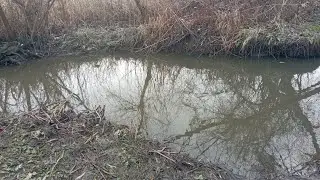 Мульга на копанці