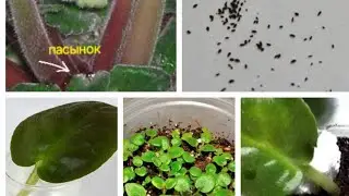 Какие способы размножения бывают? способы размножения фиалки