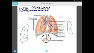 Respiratory System