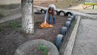 Большой кот