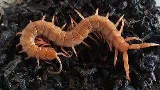 Scolopendra morsitans💛 #centipede #shortvideo #scolopendra