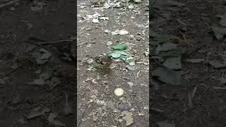 Зяблики (5)