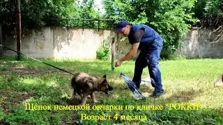 Первые шаги по обучению щенка немецкой овчарки по кличке Рокки. Учим щенка кусаться.