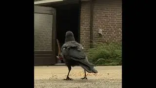 Дверь открыта. Rex не доволен)) #crow #ворона #животные