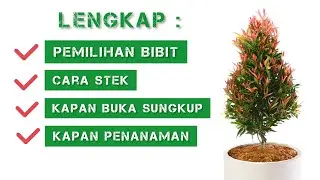 LENGKAP !! Cara Stek Tanaman Pucuk Merah Dari Nol Sampai Tanam