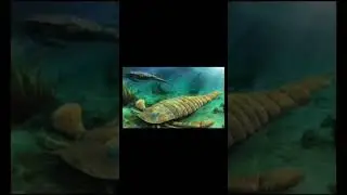 Evolution of scorpions🦂 ( part1)